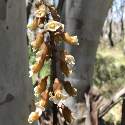 Gastrodia procera (Tall Potato Orchid) at Cotter River, ACT - 23 Jan 2022 by GG