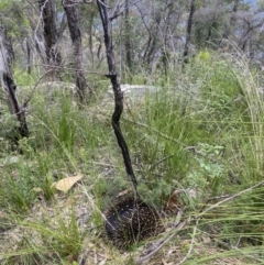 Tachyglossus aculeatus (Short-beaked Echidna) at Wingecarribee Local Government Area - 26 Jan 2022 by JanetMW