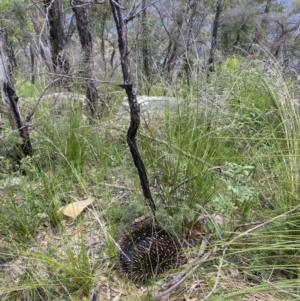 Tachyglossus aculeatus at Bundanoon, NSW - 26 Jan 2022 12:25 PM