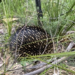 Tachyglossus aculeatus at Bundanoon, NSW - 26 Jan 2022 12:25 PM