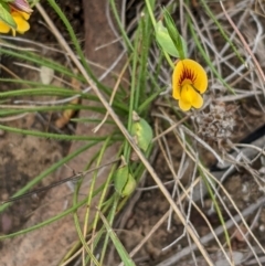 Zornia dyctiocarpa var. dyctiocarpa (Zornia) at Watson, ACT - 26 Jan 2022 by abread111