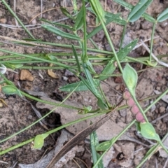 Zornia dyctiocarpa var. dyctiocarpa at Watson, ACT - 26 Jan 2022 10:27 AM