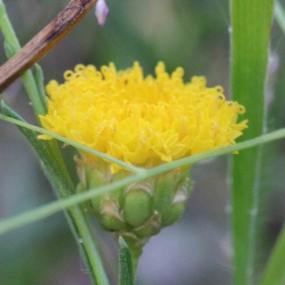 Rutidosis leptorhynchoides (Button Wrinklewort) at Blue Gum Point to Attunga Bay - 24 Jan 2022 by ConBoekel