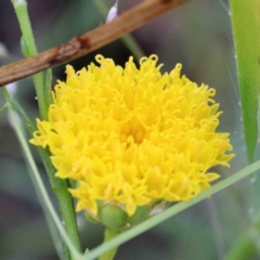 Rutidosis leptorhynchoides at Yarralumla, ACT - 25 Jan 2022