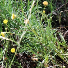 Rutidosis leptorhynchoides at Yarralumla, ACT - 25 Jan 2022