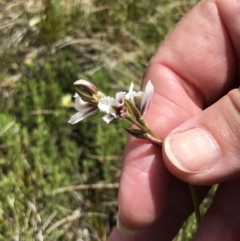 Prasophyllum alpestre (Mauve leek orchid) at Crackenback, NSW - 16 Jan 2022 by GG