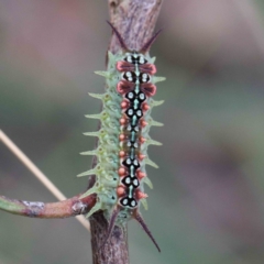 Doratifera quadriguttata (Four-spotted Cup Moth) at Blue Gum Point to Attunga Bay - 24 Jan 2022 by ConBoekel