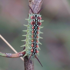 Doratifera quadriguttata at Yarralumla, ACT - 25 Jan 2022