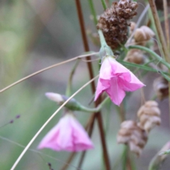 Convolvulus angustissimus subsp. angustissimus (Australian Bindweed) at Yarralumla, ACT - 24 Jan 2022 by ConBoekel