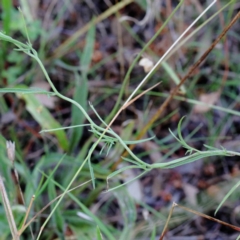 Convolvulus angustissimus subsp. angustissimus at Yarralumla, ACT - 25 Jan 2022