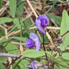 Glycine tabacina (Variable Glycine) at Watson, ACT - 26 Jan 2022 by abread111