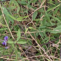 Glycine tabacina at Watson, ACT - 26 Jan 2022