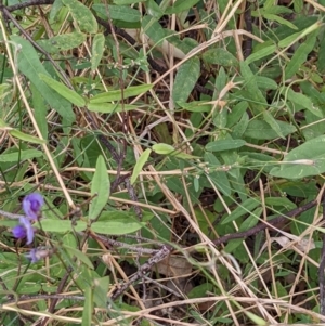 Glycine tabacina at Watson, ACT - 26 Jan 2022 10:32 AM