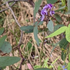 Glycine tabacina at Watson, ACT - 26 Jan 2022 10:32 AM