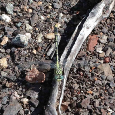 Austrogomphus australis (Inland Hunter) at Lake Burley Griffin West - 24 Jan 2022 by ConBoekel