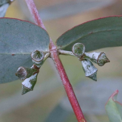 Eucalyptus cinerea subsp. cinerea (Argyle Apple) at Yarralumla, ACT - 25 Jan 2022 by ConBoekel