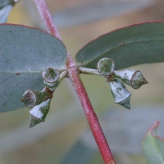 Eucalyptus cinerea subsp. cinerea (Argyle Apple) at Lake Burley Griffin West - 24 Jan 2022 by ConBoekel