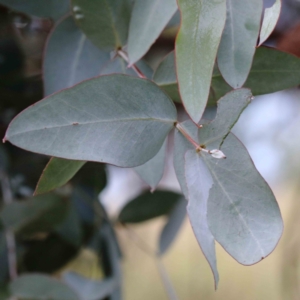 Eucalyptus cinerea subsp. cinerea at Blue Gum Point to Attunga Bay - 25 Jan 2022