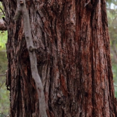 Eucalyptus cinerea subsp. cinerea at Blue Gum Point to Attunga Bay - 25 Jan 2022 10:48 AM