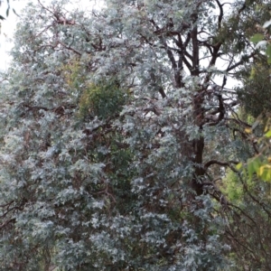 Eucalyptus cinerea subsp. cinerea at Yarralumla, ACT - 25 Jan 2022