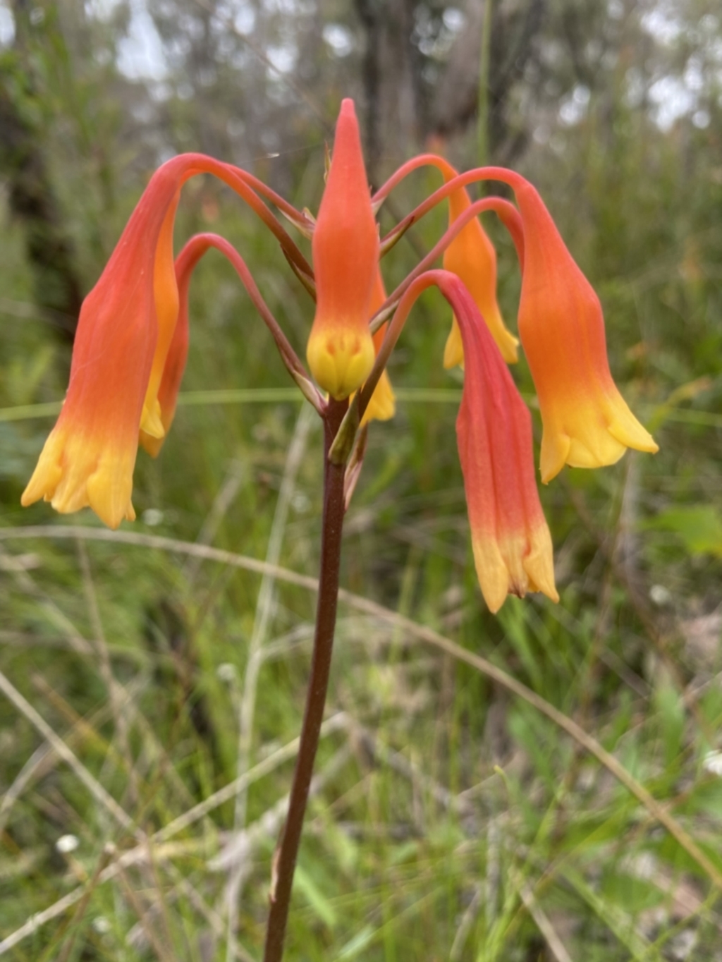 Blandfordia nobilis at Bundanoon, NSW - 26 Jan 2022