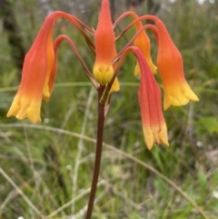 Blandfordia nobilis (Christmas Bells) at Wingecarribee Local Government Area - 26 Jan 2022 by JanetMW