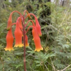 Blandfordia nobilis at Bundanoon, NSW - suppressed