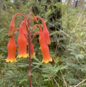 Blandfordia nobilis at Bundanoon, NSW - suppressed