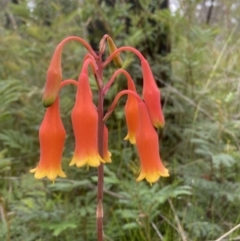 Blandfordia nobilis at Bundanoon, NSW - suppressed