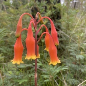 Blandfordia nobilis at Bundanoon, NSW - 26 Jan 2022