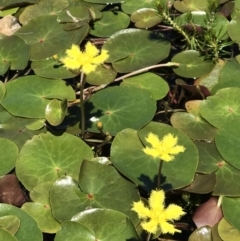 Nymphoides (genus) (A Marshwort) at Crackenback, NSW - 16 Jan 2022 by GG