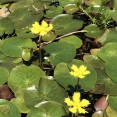 Nymphoides sp. (A Marshwort) at Kosciuszko National Park - 16 Jan 2022 by GG