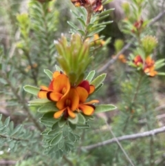 Pultenaea tuberculata (Wreath Bush-pea) at Wingecarribee Local Government Area - 26 Jan 2022 by JanetMW