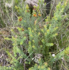 Pultenaea tuberculata at Bundanoon, NSW - 26 Jan 2022 11:36 AM