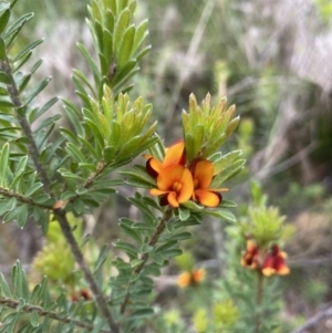 Pultenaea tuberculata at Bundanoon, NSW - 26 Jan 2022