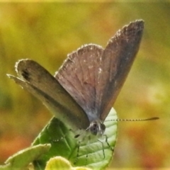 Erina hyacinthina (Varied Dusky-blue) at Gibraltar Pines - 25 Jan 2022 by JohnBundock