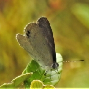 Erina hyacinthina at Paddys River, ACT - 25 Jan 2022