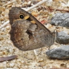 Geitoneura klugii (Klug's Xenica / Marbled Xenica) at Paddys River, ACT - 25 Jan 2022 by JohnBundock