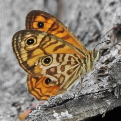 Geitoneura acantha (Ringed Xenica) at Gibraltar Pines - 25 Jan 2022 by JohnBundock