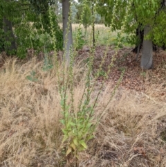 Verbascum virgatum (Green Mullein) at Mount Majura - 25 Jan 2022 by abread111