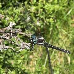 Eusynthemis guttata (Southern Tigertail) at Kosciuszko National Park - 16 Jan 2022 by GG