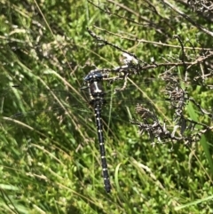 Eusynthemis guttata at Crackenback, NSW - 16 Jan 2022