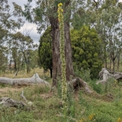 Verbascum thapsus subsp. thapsus (Great Mullein, Aaron's Rod) at Watson, ACT - 25 Jan 2022 by abread111