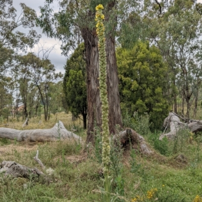 Verbascum thapsus subsp. thapsus (Great Mullein, Aaron's Rod) at Mount Majura - 25 Jan 2022 by abread111