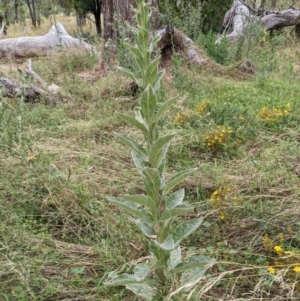 Verbascum thapsus subsp. thapsus at Watson, ACT - 26 Jan 2022