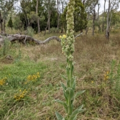Verbascum thapsus subsp. thapsus at Watson, ACT - 26 Jan 2022