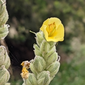 Verbascum thapsus subsp. thapsus at Watson, ACT - 26 Jan 2022