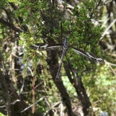 Ptilogyna sp. (genus) (A crane fly) at Kosciuszko National Park - 16 Jan 2022 by GG