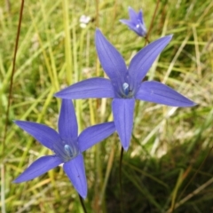 Wahlenbergia ceracea (Waxy Bluebell) at Namadgi National Park - 25 Jan 2022 by JohnBundock