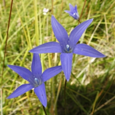 Wahlenbergia ceracea (Waxy Bluebell) at Namadgi National Park - 25 Jan 2022 by JohnBundock